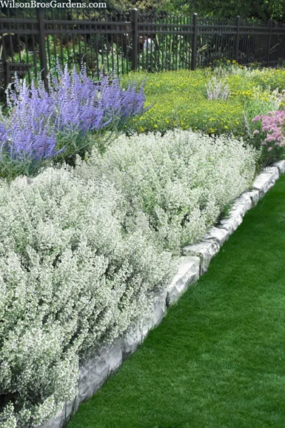 White Cloud Calamint - 12 Pack Of Quart Pots