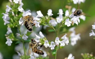 White Cloud Calamint - 12 Pack Of Quart Pots 14 White Cloud Calamint - 12 Pack Of Quart Pots -Chaste Tree World calamint white cloud 5