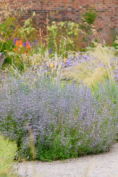 Blue Cloud Calamint - 5 Pack Of Quart Pots 11 Blue Cloud Calamint - 5 Pack Of Quart Pots -Chaste Tree World calamintha nepeta blue cloud calamint 10