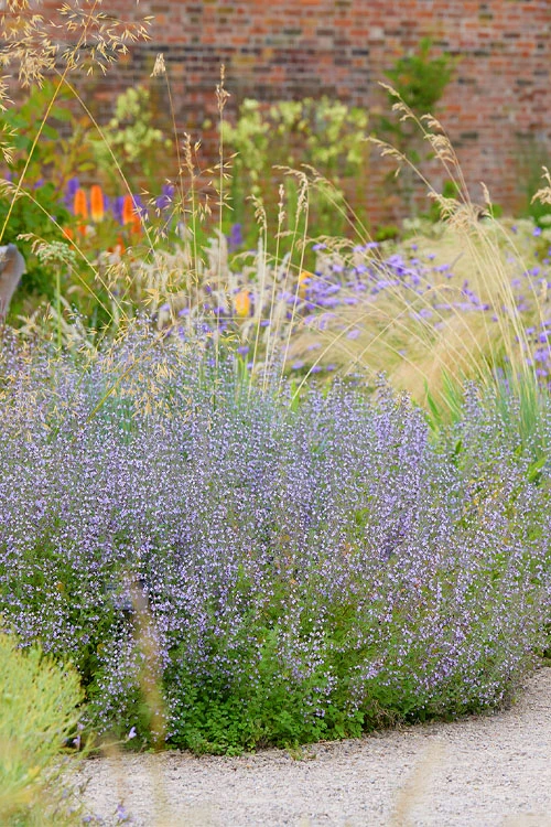 Blue Cloud Calamint - 5 Pack Of Quart Pots 1 Blue Cloud Calamint - 5 Pack Of Quart Pots