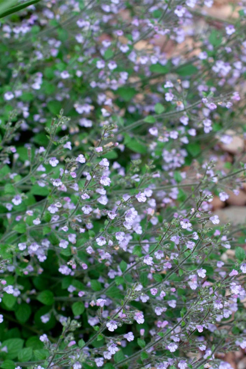 Blue Cloud Calamint - 5 Pack Of Quart Pots 5 Blue Cloud Calamint - 5 Pack Of Quart Pots - Image 5