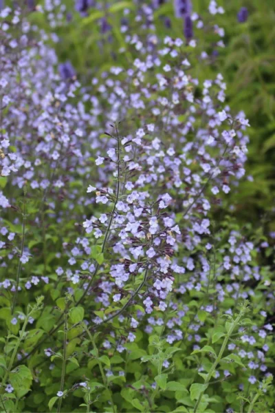 Blue Cloud Calamint - 5 Pack Of Quart Pots 9 Blue Cloud Calamint - 5 Pack Of Quart Pots -Chaste Tree World calamintha nepeta blue cloud calamint 9