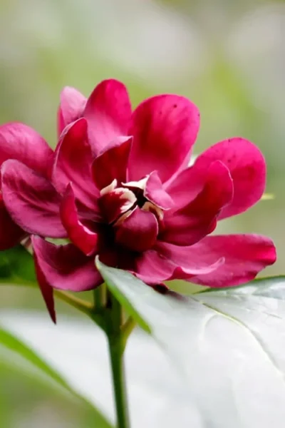 Hartlage Wine Sweetshrub (Calycanthus Raulstonii) - 7 Gallon Pot 13 Hartlage Wine Sweetshrub (Calycanthus Raulstonii) - 7 Gallon Pot -Chaste Tree World calycanthus raulstonii hartlage wine sweetshrub 2