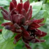 Simply Scentsational Sweetshrub (Calycanthus ) - 2 Gallon Pot