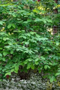 Simply Scentsational Sweetshrub (Calycanthus ) - 2 Gallon Pot -Chaste Tree World calycanthus simply scentsational sweet shrub 14
