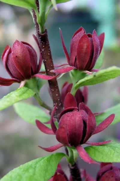 Simply Scentsational Sweetshrub (Calycanthus ) - 2 Gallon Pot 15 Simply Scentsational Sweetshrub (Calycanthus ) - 2 Gallon Pot -Chaste Tree World calycanthus simply scentsational sweet shrub 3