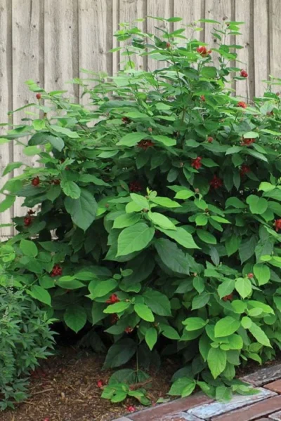 Simply Scentsational Sweetshrub (Calycanthus ) - 2 Gallon Pot 14 Simply Scentsational Sweetshrub (Calycanthus ) - 2 Gallon Pot -Chaste Tree World calycanthus simply scentsational sweet shrub 4