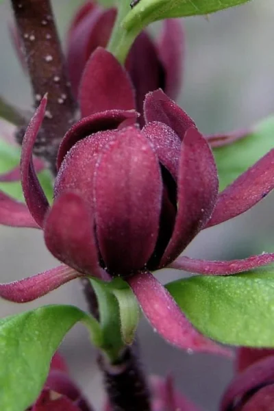 Simply Scentsational Sweetshrub (Calycanthus ) - 2 Gallon Pot 11 Simply Scentsational Sweetshrub (Calycanthus ) - 2 Gallon Pot -Chaste Tree World calycanthus simply scentsational sweet shrub 7