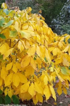 Simply Scentsational Sweetshrub (Calycanthus ) - 2 Gallon Pot -Chaste Tree World calycanthus simply scentsational sweet shrub 8