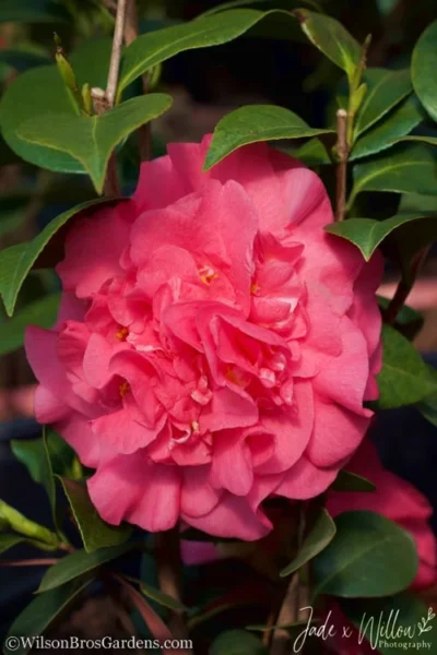 Ack-Scent Fragrant Pink Camellia Japonica - 1 Gallon Pot -Chaste Tree World camellia ack scent jw 2