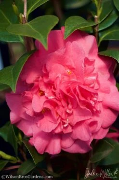 Ack-Scent Fragrant Pink Camellia Japonica - 3 Gallon Pot -Chaste Tree World camellia ack scent jw 3 1