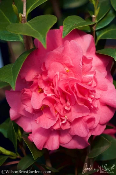 Ack-Scent Fragrant Pink Camellia Japonica - 3 Gallon Pot 9 Ack-Scent Fragrant Pink Camellia Japonica - 3 Gallon Pot -Chaste Tree World camellia ack scent jw 3 2