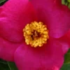 April Melody Camellia Japonica - 3 Gallon Pot