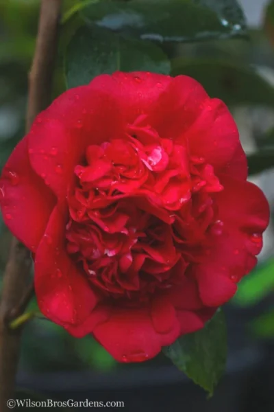 April Tryst Camellia Japonica - 7 Gallon Pot (4-5') 9 April Tryst Camellia Japonica - 7 Gallon Pot (4-5') -Chaste Tree World camellia april tryst 21 2