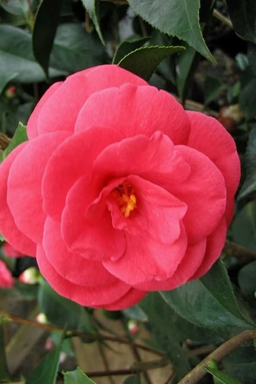 Arctic Rose Cold Hardy Red Camellia - 3 Gallon Pot 1 Arctic Rose Cold Hardy Red Camellia - 3 Gallon Pot