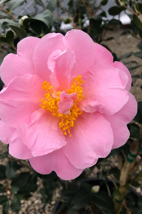 Pink Icicle Cold Hardy Camellia Hybrid - 6 Pack Of 1 Gallon Pots 1 Pink Icicle Cold Hardy Camellia Hybrid - 6 Pack Of 1 Gallon Pots