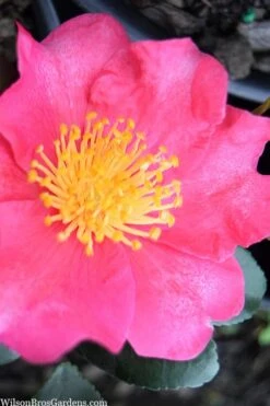 Autumn Rose Camellia - 3 Gallon Pot