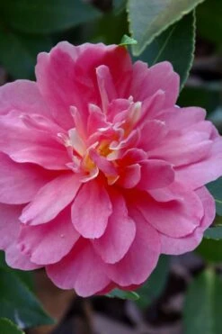Autumn Spirit Camellia - Hybrid - 3 Gallon Pot -Chaste Tree World camellia autumn spirit 21 1
