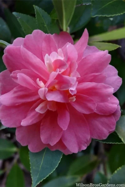 Autumn Spirit Camellia - Hybrid - 3 Gallon Pot 10 Autumn Spirit Camellia - Hybrid - 3 Gallon Pot -Chaste Tree World camellia autumn spirit 22 1