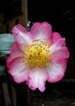Autumn Sunrise Camellia Sasanqua - 1 Gallon Pot -Chaste Tree World camellia autumn sunrise 10