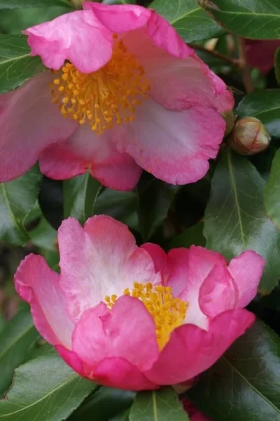 Autumn Sunrise Camellia Sasanqua - 1 Gallon Pot -Chaste Tree World camellia autumn sunrise 2
