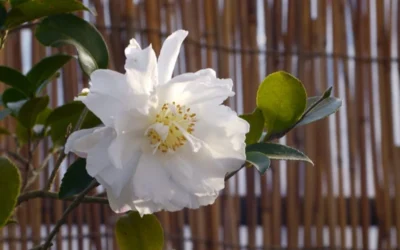 Chisato No Aki Camellia Japonica - 3 Gallon Pot 9 Chisato No Aki Camellia Japonica - 3 Gallon Pot -Chaste Tree World camellia chisato no aki 5