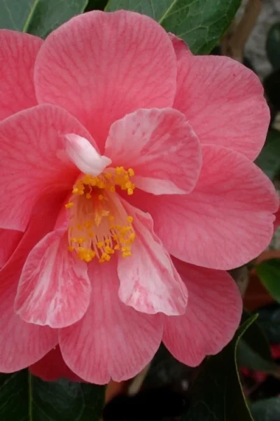 Coral Delight Camellia Hybrid - 3 Gallon Pot 10 Coral Delight Camellia Hybrid - 3 Gallon Pot -Chaste Tree World camellia coral delight 3