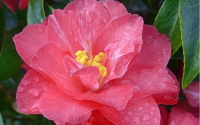 Coral Delight Camellia Hybrid - 1 Gallon Pot 11 Coral Delight Camellia Hybrid - 1 Gallon Pot -Chaste Tree World camellia coral delight 5 1