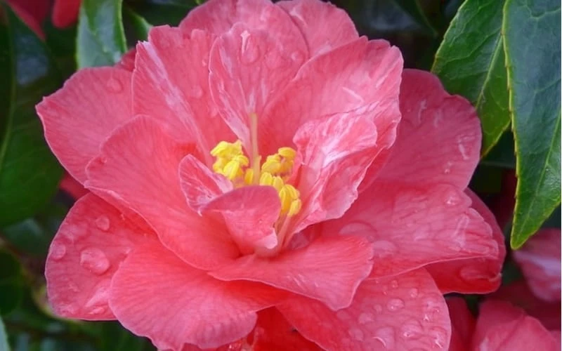 Coral Delight Camellia Hybrid - 3 Gallon Pot 6 Coral Delight Camellia Hybrid - 3 Gallon Pot - Image 6