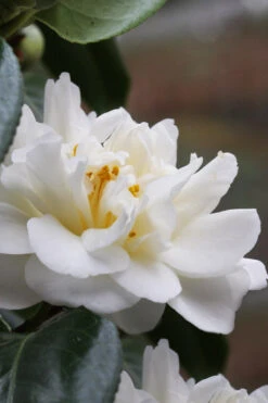 Cream Puff Fragrant Camellia - 1 Gallon Pot -Chaste Tree World camellia cream puff 1 1