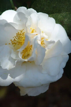 Cream Puff Fragrant Camellia - 1 Gallon Pot -Chaste Tree World camellia cream puff 2 1