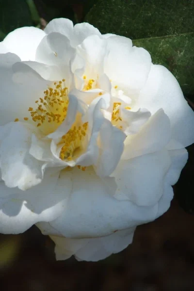 Cream Puff Fragrant Camellia - 1 Gallon Pot -Chaste Tree World camellia cream puff 2 1
