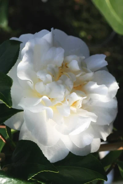 Cream Puff Fragrant Camellia - 1 Gallon Pot