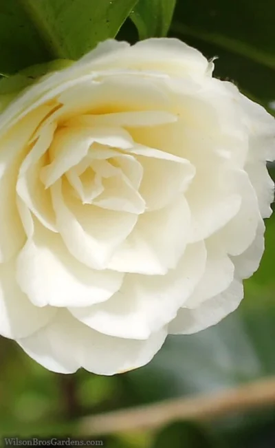 Dahlonega Camellia Japonica - 3 Gallon Pot 7 Dahlonega Camellia Japonica - 3 Gallon Pot -Chaste Tree World camellia dahlonega 3