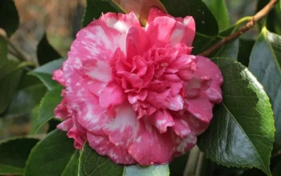 Sacred Dance Camellia Japonica 'Daikagura' - 1 Gallon Pot 11 Sacred Dance Camellia Japonica 'Daikagura' - 1 Gallon Pot -Chaste Tree World camellia daikagura 20 1