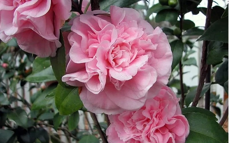 Debutante Pink Camellia Japonica - 3 Gallon Pot 4 Debutante Pink Camellia Japonica - 3 Gallon Pot - Image 4