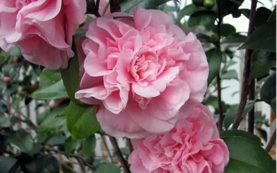 Debutante Pink Camellia Japonica - 6 Pack Of 1 Gallon Pots 8 Debutante Pink Camellia Japonica - 6 Pack Of 1 Gallon Pots -Chaste Tree World camellia debutante pink 5