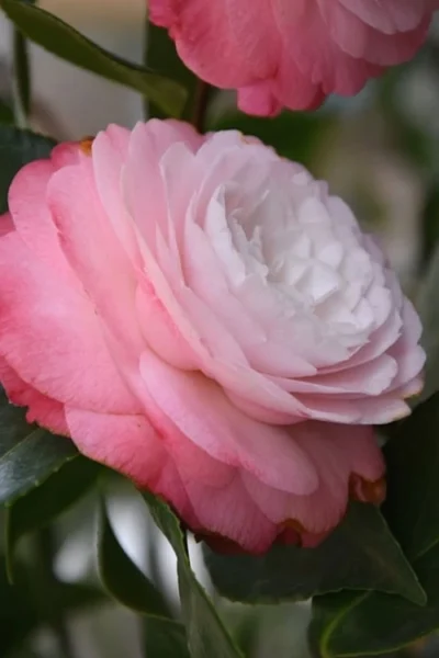 Desire Camellia Japonica - 1 Gallon Pot