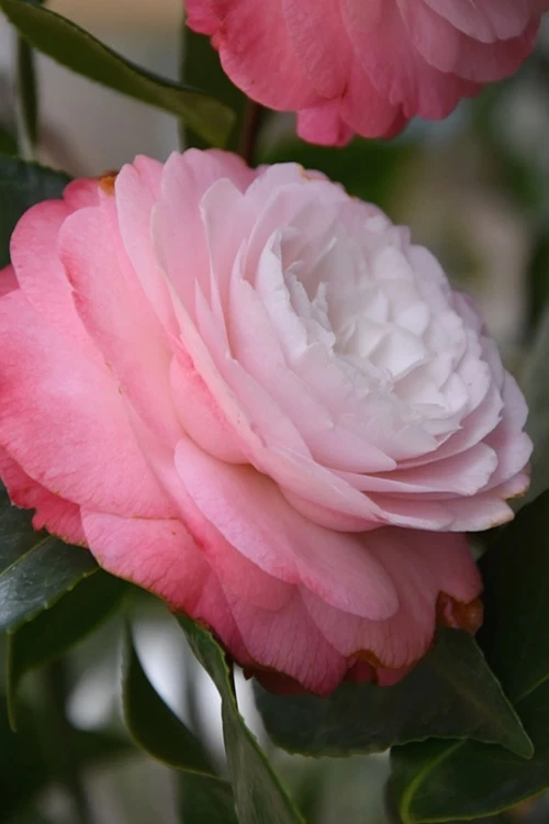 Desire Camellia Japonica - 3 Gallon Pot 1 Desire Camellia Japonica - 3 Gallon Pot