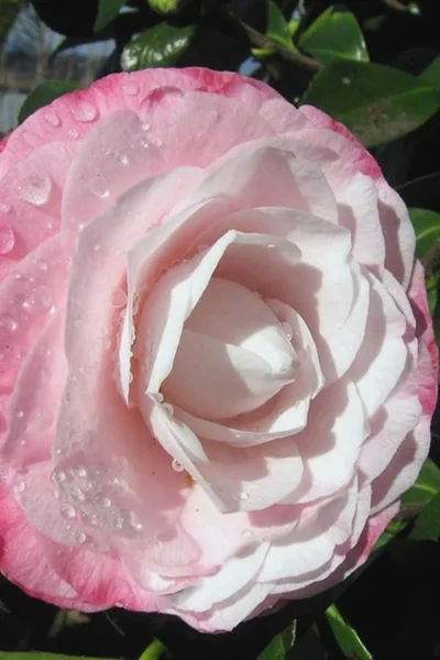 Desire Camellia Japonica - 1 Gallon Pot 9 Desire Camellia Japonica - 1 Gallon Pot -Chaste Tree World camellia desire 2 1