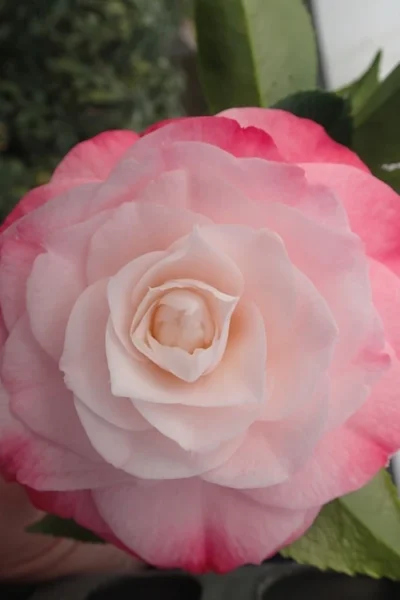 Desire Camellia Japonica - 3 Gallon Pot 8 Desire Camellia Japonica - 3 Gallon Pot -Chaste Tree World camellia desire 3