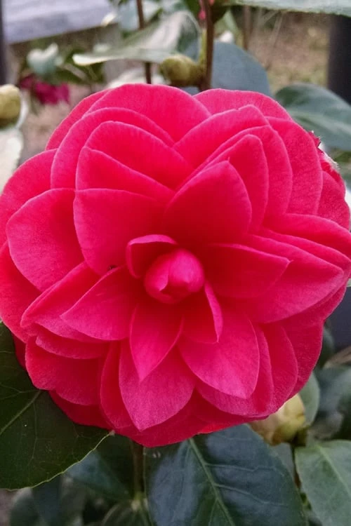 Glen 40 Camellia Japonica - 3 Gallon Pot 6 Glen 40 Camellia Japonica - 3 Gallon Pot - Image 6