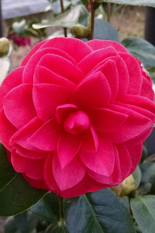 Glen 40 Camellia Japonica - 1 Gallon Pot 6 Glen 40 Camellia Japonica - 1 Gallon Pot - Image 6