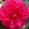 Glen 40 Camellia Japonica - 3 Gallon Pot