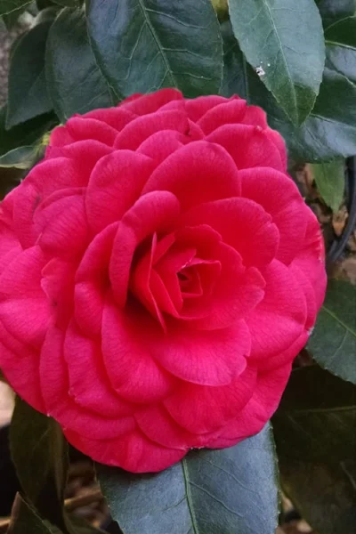 Glen 40 Camellia Japonica - 1 Gallon Pot 10 Glen 40 Camellia Japonica - 1 Gallon Pot -Chaste Tree World camellia glen 40 3 2