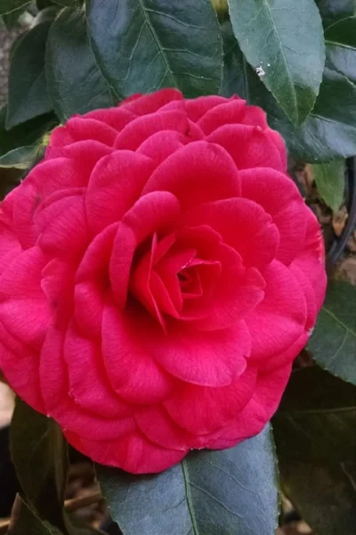 Glen 40 Camellia Japonica - 1 Gallon Pot -Chaste Tree World camellia glen 40 3