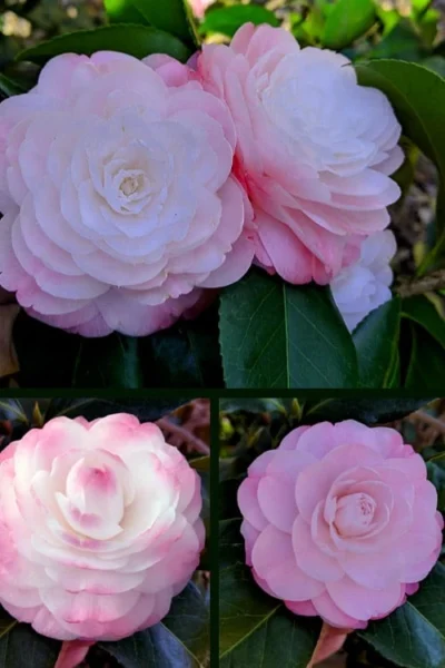 Guest Star Camellia Japonica - 3 Gallon Pot -Chaste Tree World camellia guest star 3