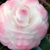 Guest Star Camellia Japonica - 3 Gallon Pot
