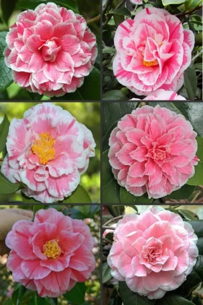 Brilliant Gem Fragrant Camellia Japonica - Herme - 3 Gallon Pot -Chaste Tree World camellia herrmes 1 2