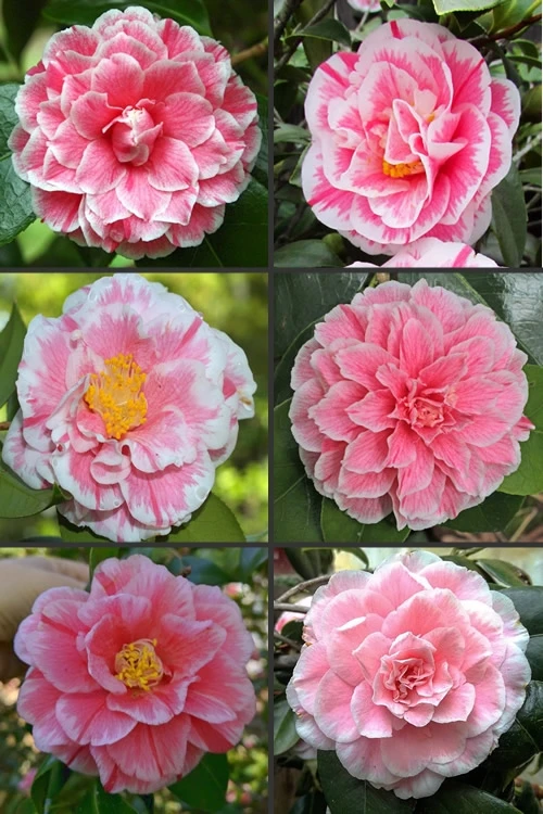Brilliant Gem Fragrant Camellia Japonica 'Herme' - 7 Gallon Pot 4 Brilliant Gem Fragrant Camellia Japonica 'Herme' - 7 Gallon Pot - Image 4